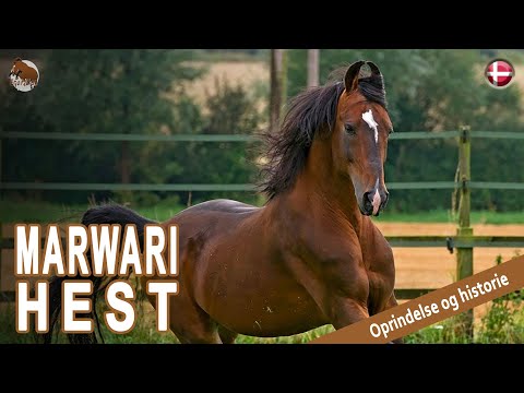 , title : 'MARWARI HEST, heste kendt for deres tapperhed og loyalitet, RACERS OPRINDELSE'