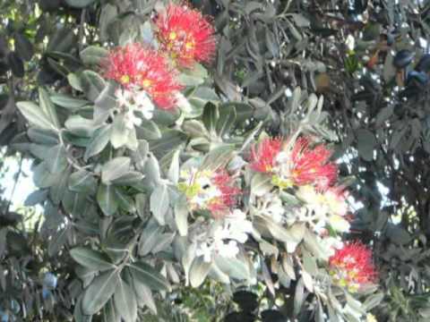 フトモモ科 - 定義