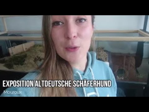 download lagu mp3 mp4 Elevage Altdeutscher Schferhund, download lagu Elevage Altdeutscher Schferhund gratis, unduh video klip Elevage Altdeutscher Schferhund