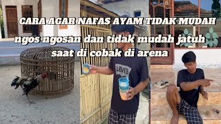 Download lagu Cara agar nafas ayam tidak mudah ngos ngosan#ayambangkokindonesia #fypシ゚viral  mp3 Download lagu Cara agar nafas ayam tidak mudah ngos ngosan#ayambangkokindonesia #fypシ゚viral  mp3