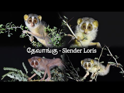 🐵தேவாங்கு - Slender Loris💚 #tamil #tamilnadu #nature #wildlife