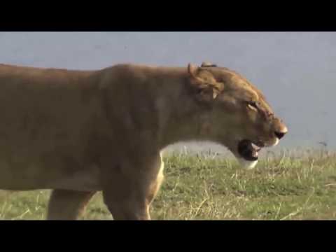 Lion VS Hyena