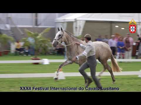 XXXII FIPSL - 210917 Modelos e Andamentos Classe III Poldras de 3 Anos