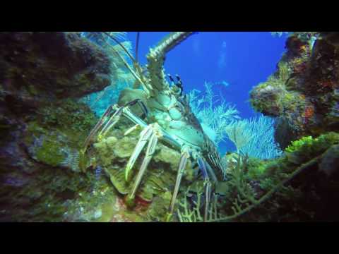 Diving at Glover's Reef, Belize