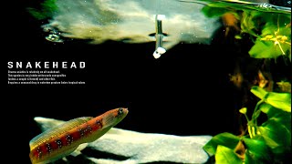 How Make Aquaterrarium For Snakehead l My First Channa asiatica