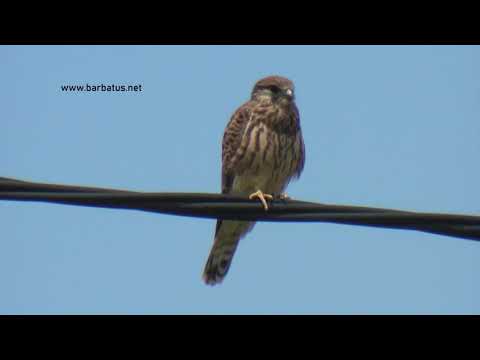 Cernicalo vulgar ( Falco tinnunculus ) Kestrel