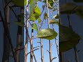 Anna Apple Plant Shandilnursery 9817894810 Applefarming Annaapple Fruitplantnursery Hotclimate