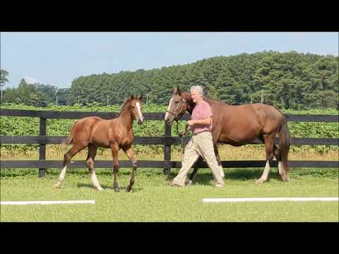 2021 KWPN NA Foal Futurity