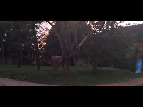 HOTEL FAZENDA Engenho Pedra Do Rodeadouro BONITO Pernambuco 