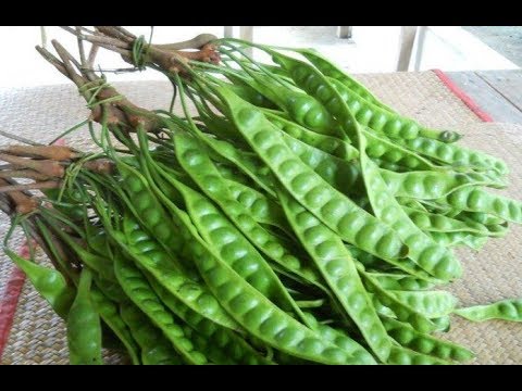download lagu mp3 mp4 Stinky Bean Benefit, download lagu Stinky Bean Benefit gratis, unduh video klip Stinky Bean Benefit
