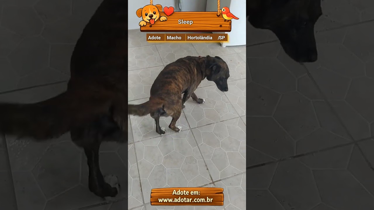 Cachorro raça SRD-ViraLata idade 6 ou mais anos nome Sleep