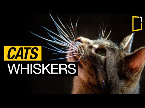 Why do cats have whiskers? | Cats Uncovered
