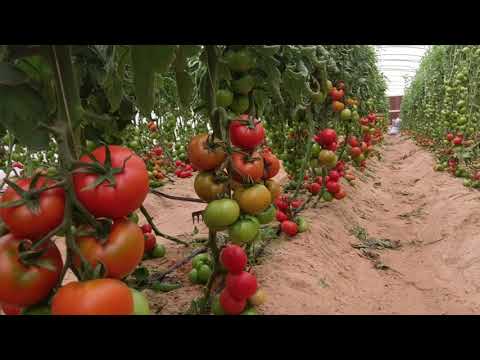 , title : 'إنتاجنا من الطماطم داخل البيوت المحمية المكيفة 1700جزء في المليون املاح'