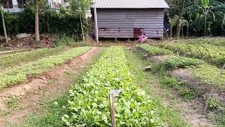 নাসারি মনিপুর বাজার - ঢাকা গাজীপুর সদর গাজীপুর (এখানে অনেক রকমের চারা পাওয়া যায় ( পর্ব ১)