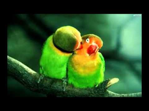 אתניקס - האהבה תנצח