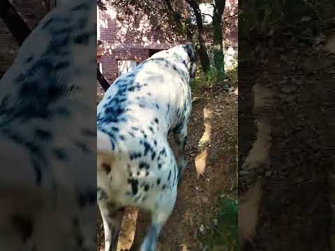 Going to control the fence!#kibuk#Anna