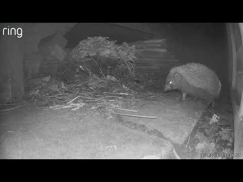 Hedgehogs 10/04/2026