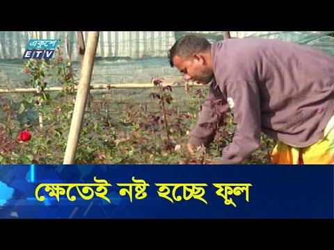 করোনায় ফুল বাণিজ্যে কর্ম হারা ৩০ লাখ মানুষ | ETV News