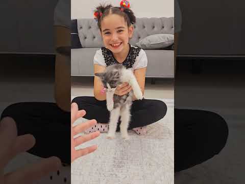 He said he wanted a cat #sorts #explore #elifsinem