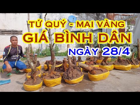 ANH VIỆT 📲  O988341137 MAI TỨ QUÝ, MAI VÀNG GIÁ RẺ GIAO LƯU NGÀY 28/4 "MAI VÀNG NAM BỘ"