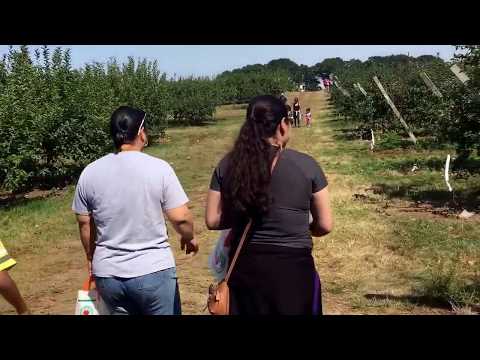 Apple Picking 2017 at Russell Orchards MA