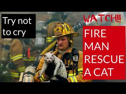 Watch how firemen rescue a cat _try not to cry_ | LAVINA ENTERTAINMENT