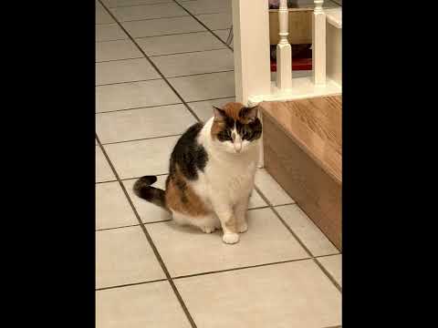 2025 Cat Pictures (full)