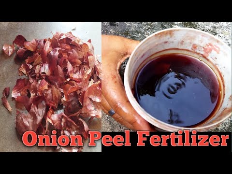 , title : 'Use of Onion Peel Fertilizer for any plant | Best Liquid Fertilizer for all type of plant'