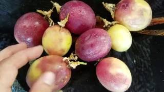 Passion fruit easter egg hunting! Passionfruit in the desert!