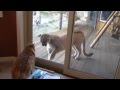 Woman details cat_ mountain lion encounter 