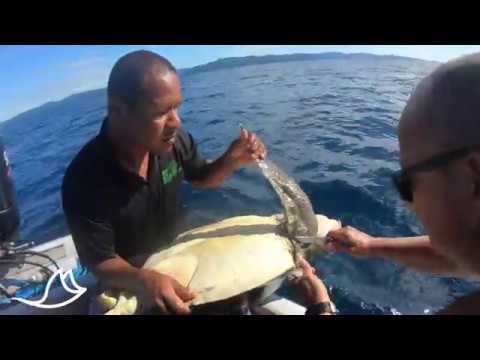 Successful Turtle Rescue