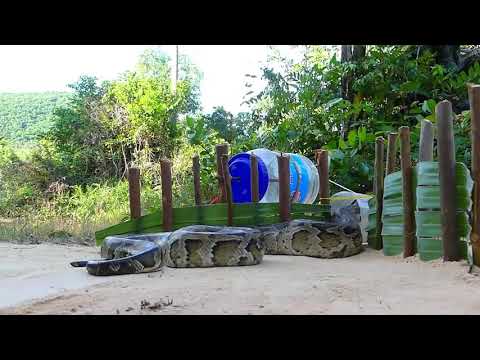 Easy Snake Trap - Creative DIY Snake Trap Using Bottle Pepsi & Mentos Cans Work 100%