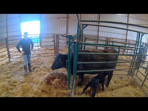 We Have Baby Calves!