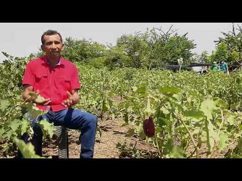 , title : '¿Cómo establecer un semillero de berenjena? - La Finca de Hoy'