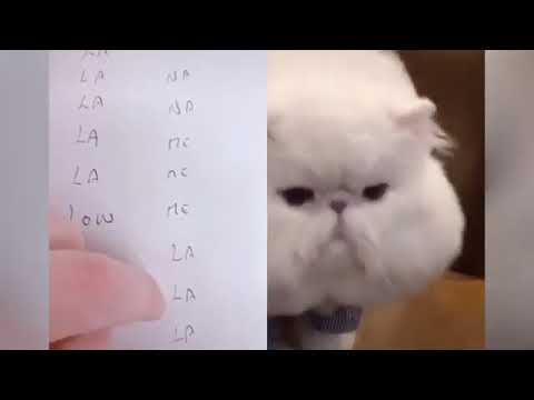 😹😹 Cats talking 😹😹 these cats can speak English better than human😹😹