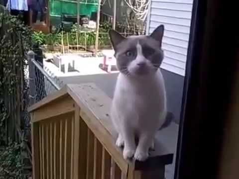 when cats say sorry - YouTube