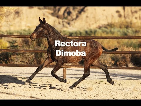 Rectora Dimoba (Publicado 8-1-2019)