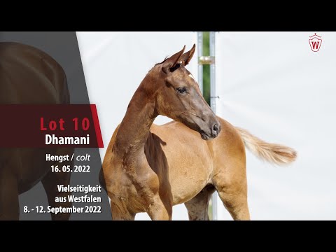 Online-Auktion Lot 10 Dhamani Hengst v. Damaschino I - Fürst Romancier