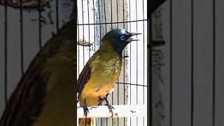 Download lagu pancingan kutilang sutra bahan mp3