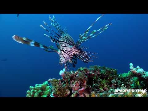 DIVING AT KOODDOO | SUVADIVA DIVERS | MERCURE MALDIVES KOODDOO