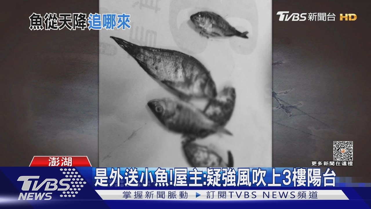 魚從天而降出現頂樓 屋主:疑「小犬」颳來