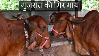 गुजरात की गिर गाय  Pur