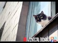 GATINHOS COM MUSICA DE FERNANDINHO Wmv