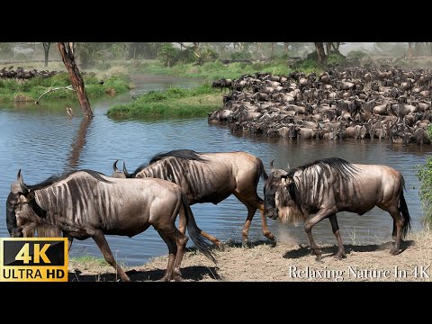 African Wildlife Great Migration, Serengeti National Park to the Maasai Mara,Kenya