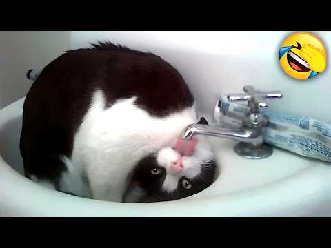 Funniest Dogs & Cats Videos 2026😂 Laugh with Tears at these Hilarious Animals🐶🐱
