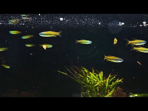 Goldener Kongosalmler - Phenacogrammus aurantiacus