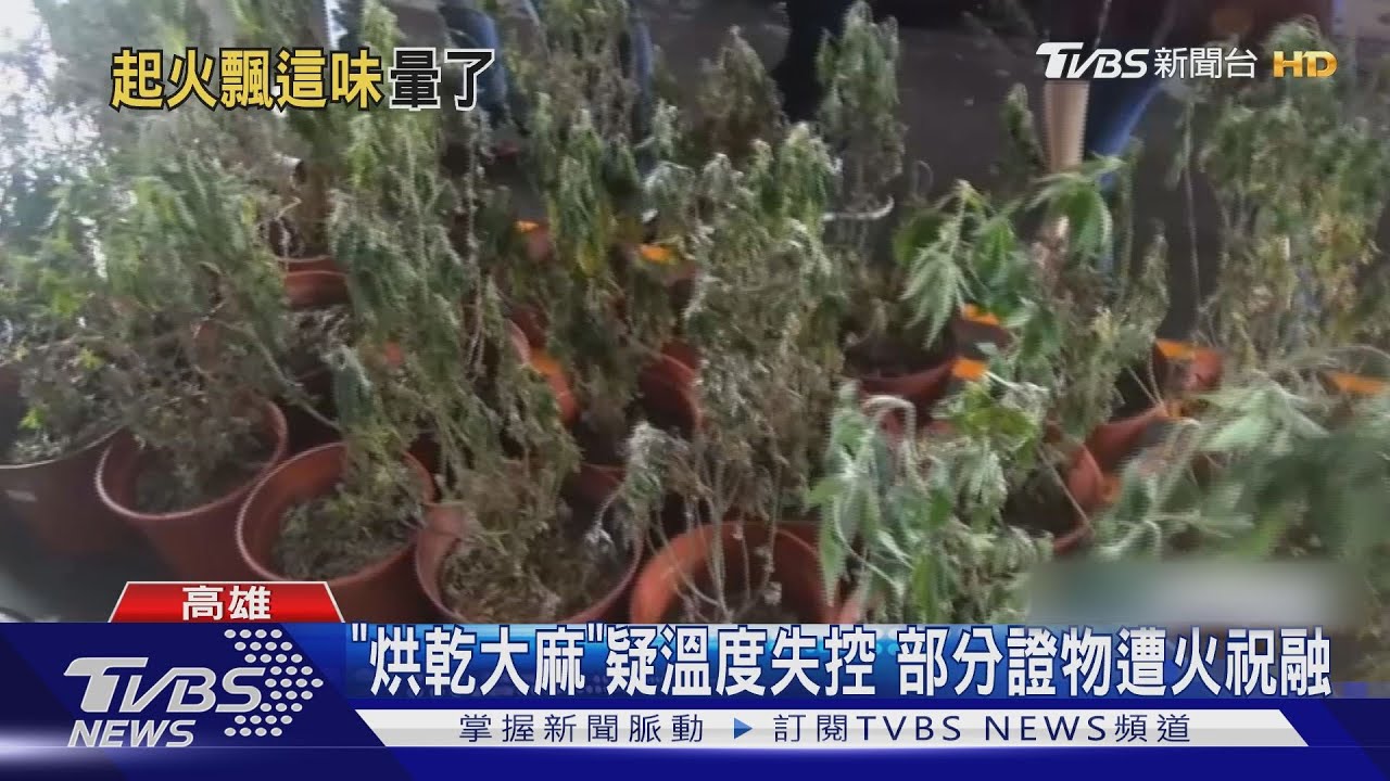 「烘大麻」警局竄濃煙 25株大麻證物遭燒毀