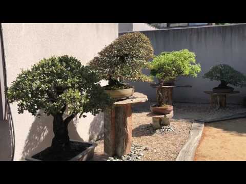 Luis Vallejo Estudio Bonsai 2017
