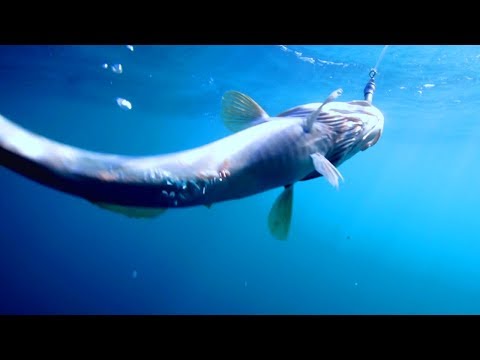 download lagu mp3 mp4 Icelandic Cod, download lagu Icelandic Cod gratis, unduh video klip Icelandic Cod
