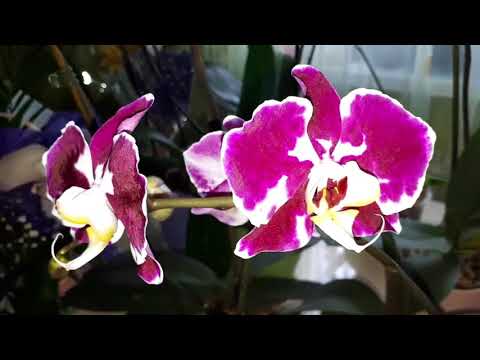 , title : 'Cum să provoci o noua înflorire la orhideea PHALAENOPSIS'